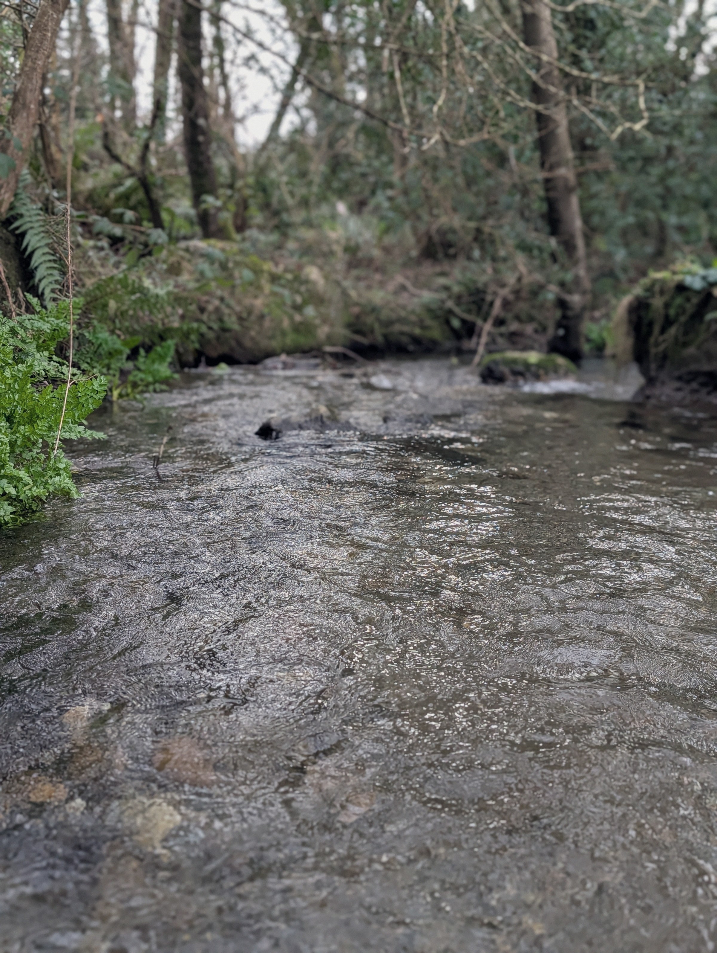 The Brook, south-east Ireland