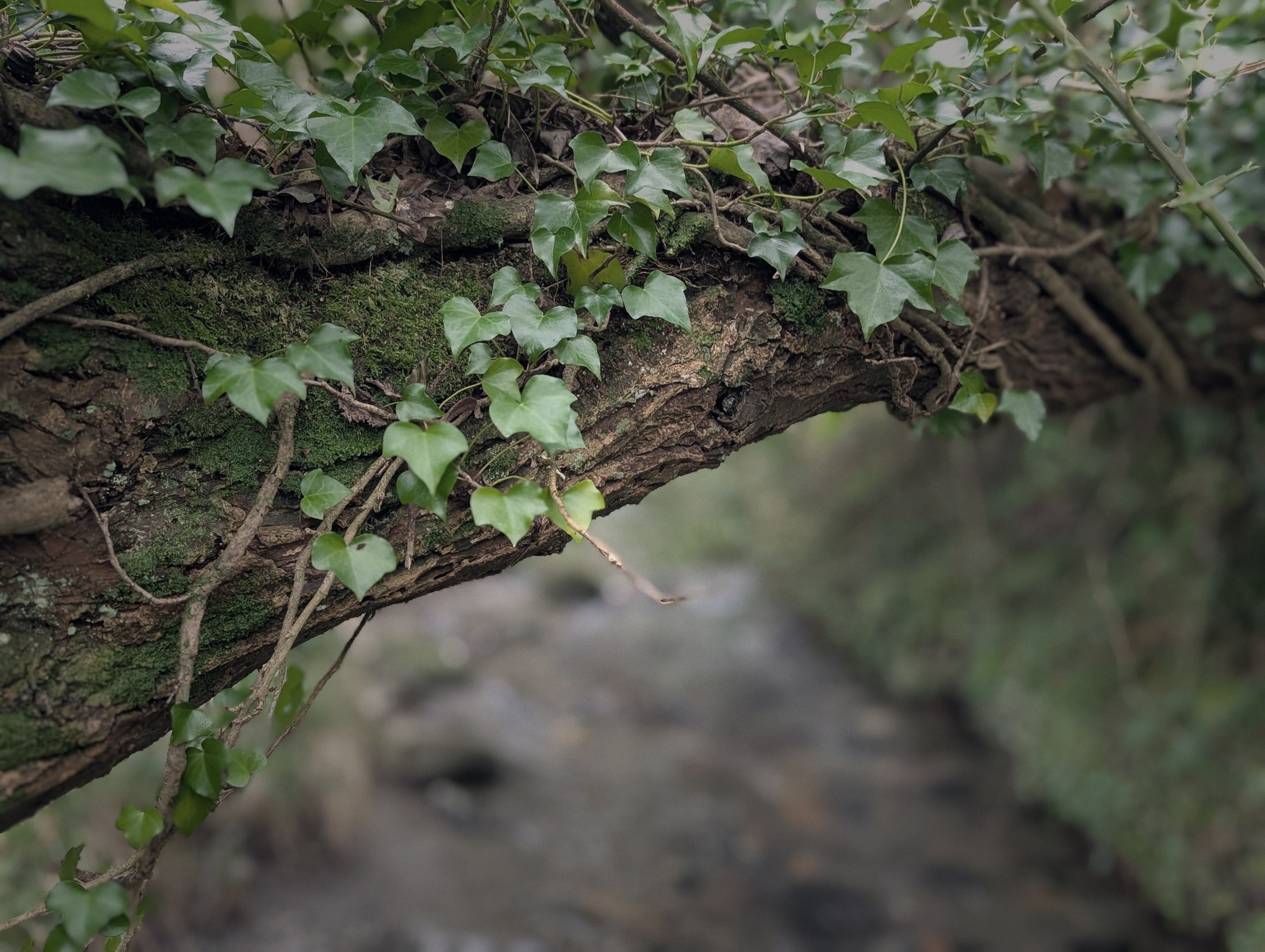 The brook at WilderBliss