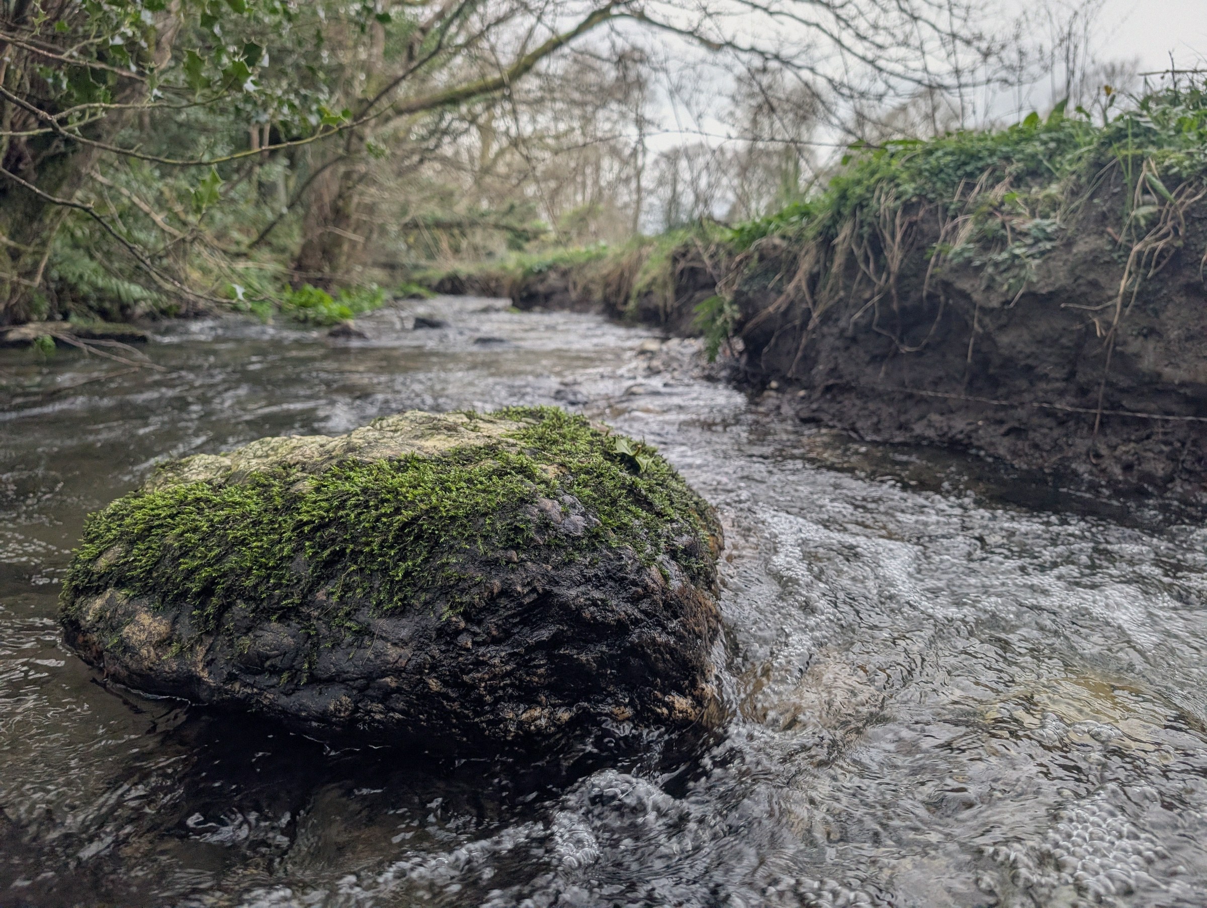 The brook beside the cabin site