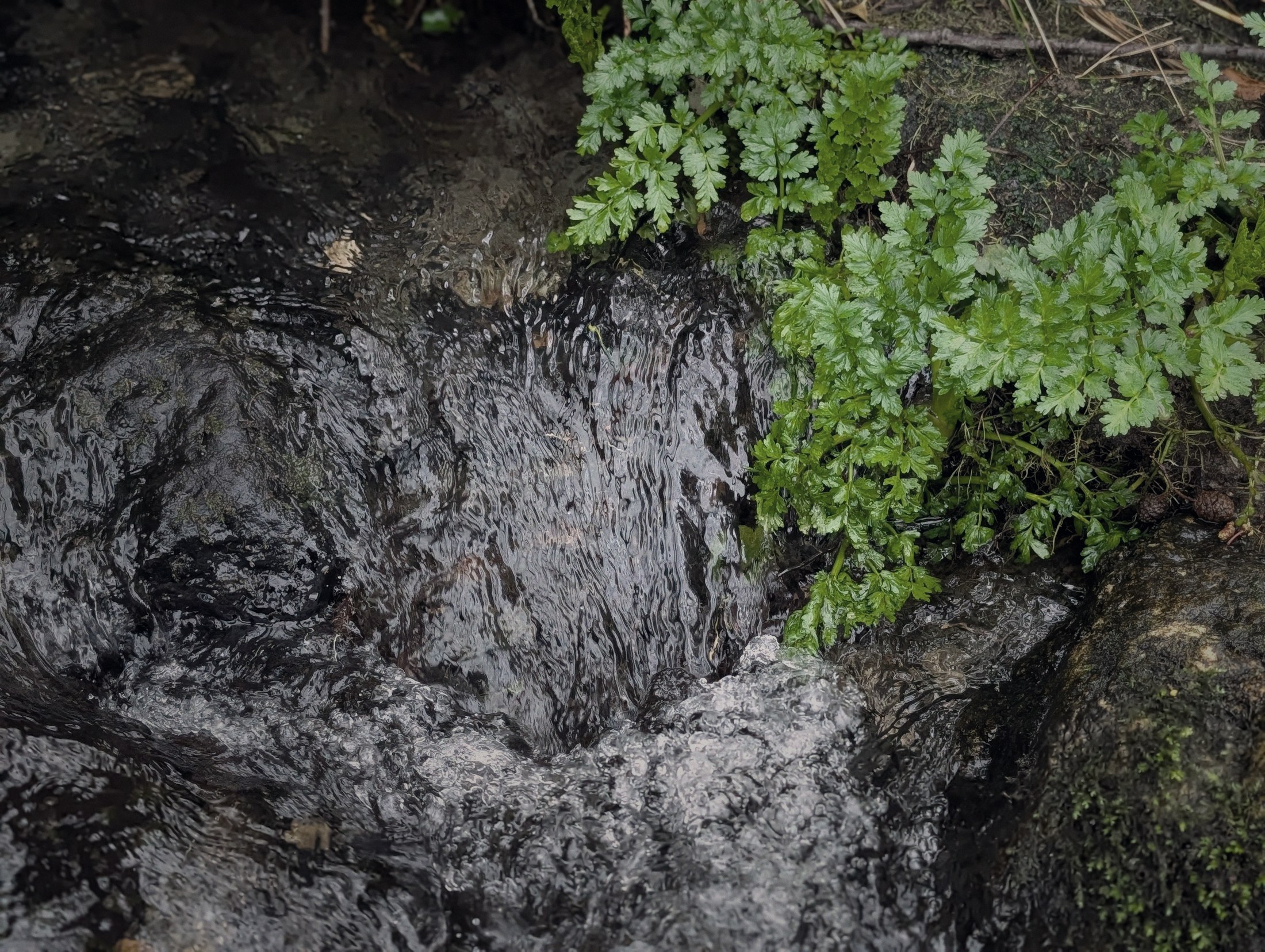 Natural water at WilderBliss